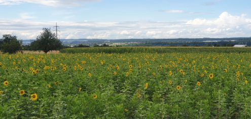 20210803_153316698 (002) Sonnenblumen